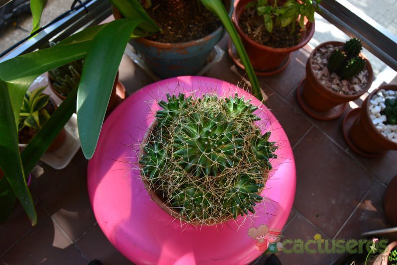 A photo of Mammillaria decipiens ssp. camptotricha