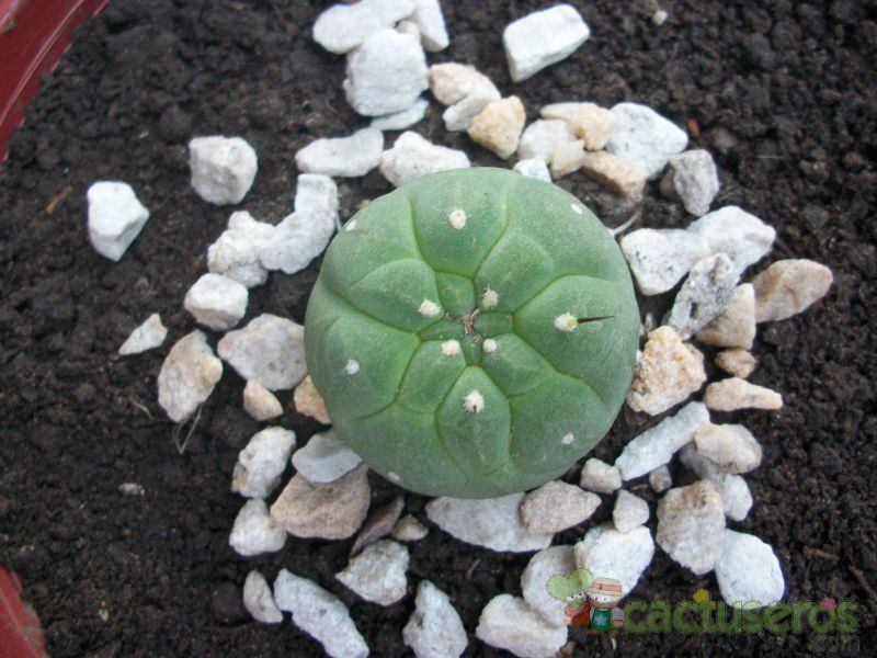 A photo of Matucana madisoniorum