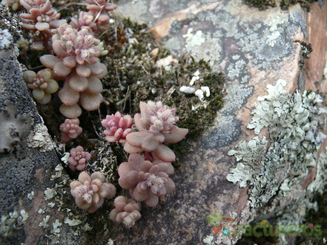Una foto de Sedum mucizonia  