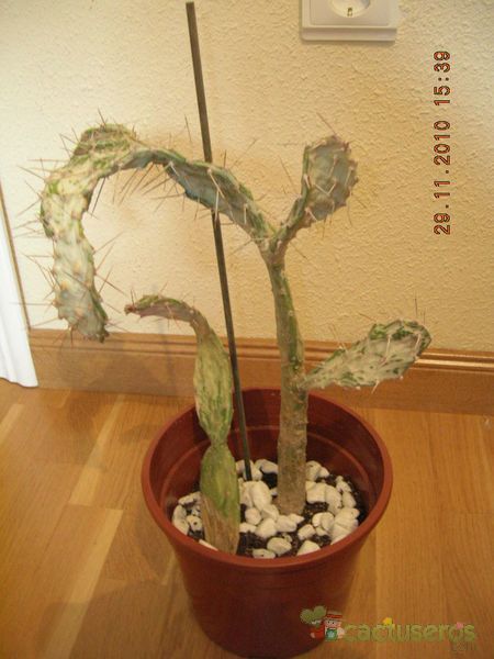 A photo of Opuntia monacantha fma. variegada
