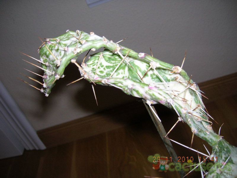 A photo of Opuntia monacantha fma. variegada