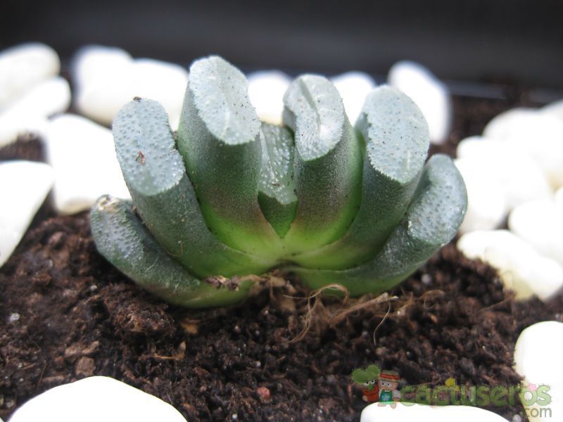 A photo of Haworthia truncata