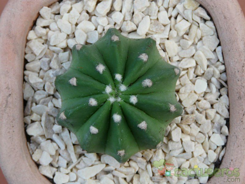 Una foto de Echinopsis subdenudata