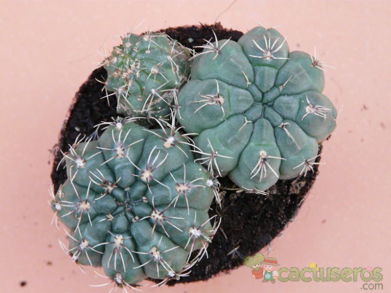 A photo of Gymnocalycium baldianum