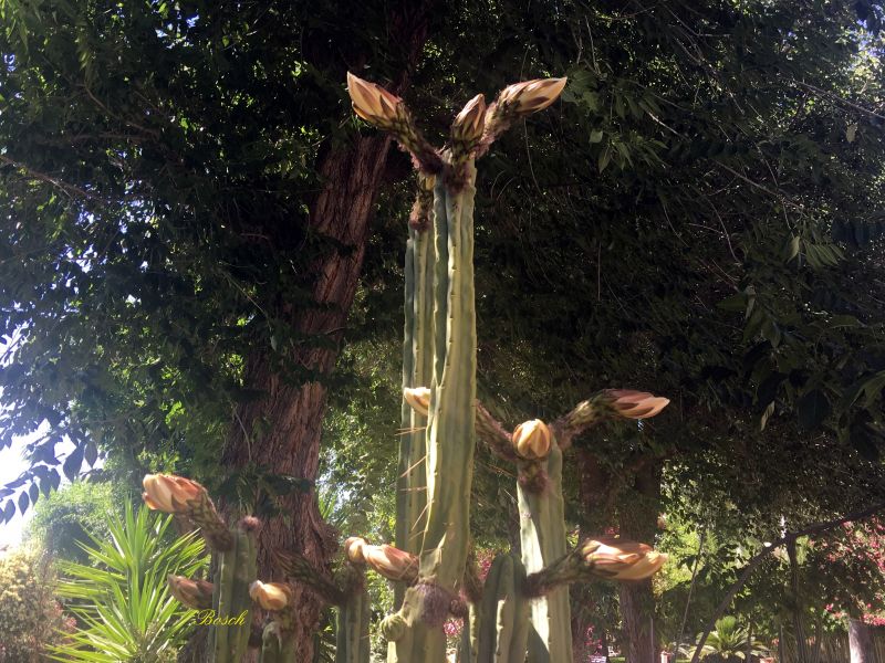 A photo of Echinopsis lageniformis