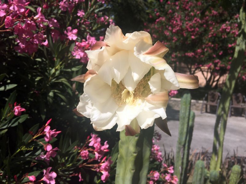 A photo of Echinopsis lageniformis