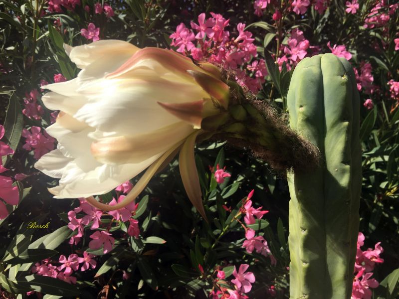 A photo of Echinopsis lageniformis