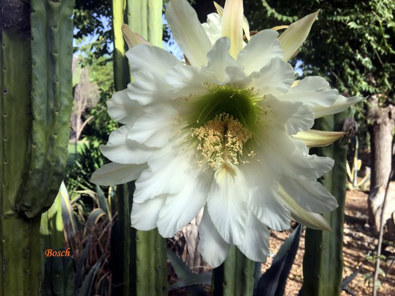 A photo of Echinopsis lageniformis