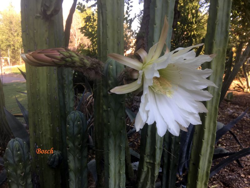 A photo of Echinopsis lageniformis