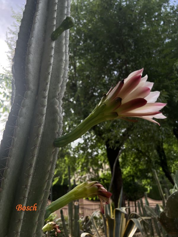 Foto de un cactus que se está identificando actualmente