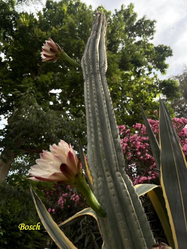 Foto de un cactus que se está identificando actualmente