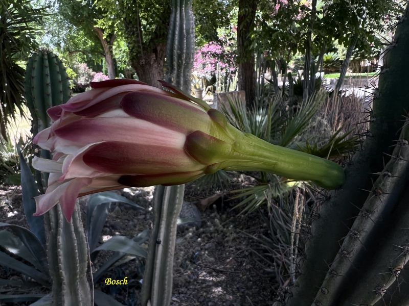 Foto de un cactus que se está identificando actualmente