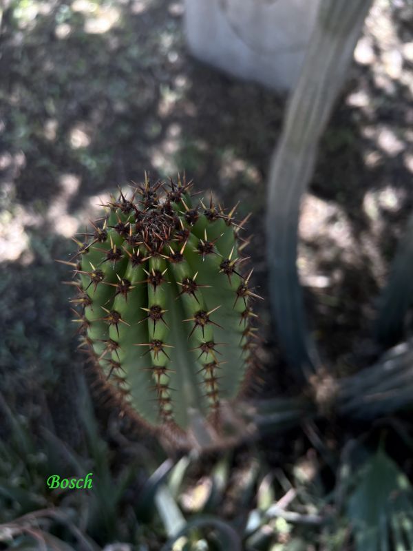 Foto de un cactus que se está identificando actualmente