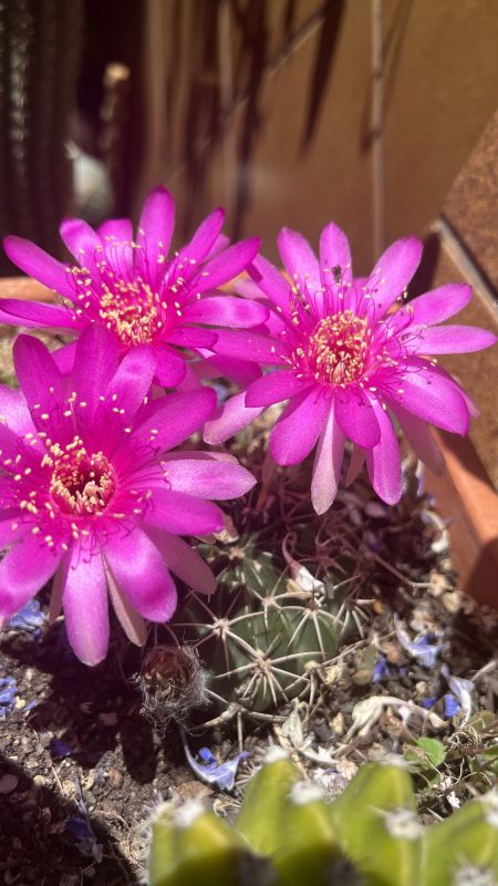 A photo of Lobivia obrepanda var. purpurea (HIBRIDO)