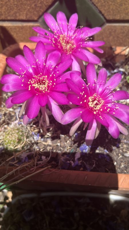 A photo of Lobivia obrepanda var. purpurea (HIBRIDO)