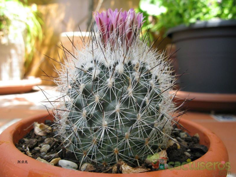 Una foto de Turbinicarpus viereckii