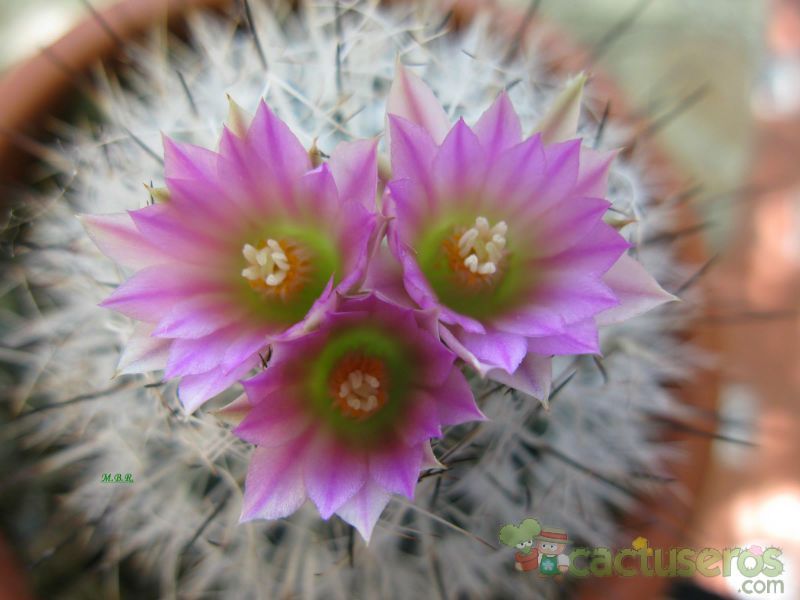 Una foto de Turbinicarpus viereckii
