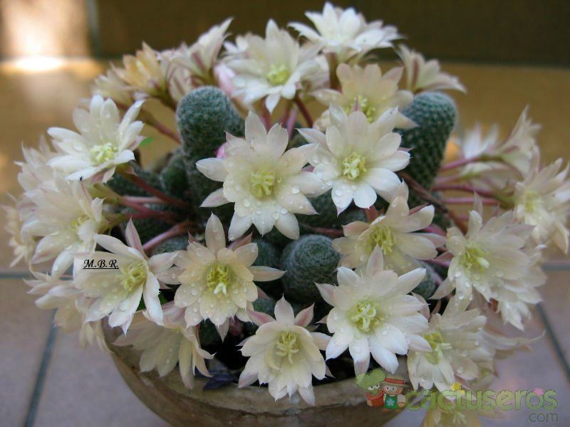 Una foto de Rebutia heliosa x pulvinosa cv. sunrise (HIBRIDO)