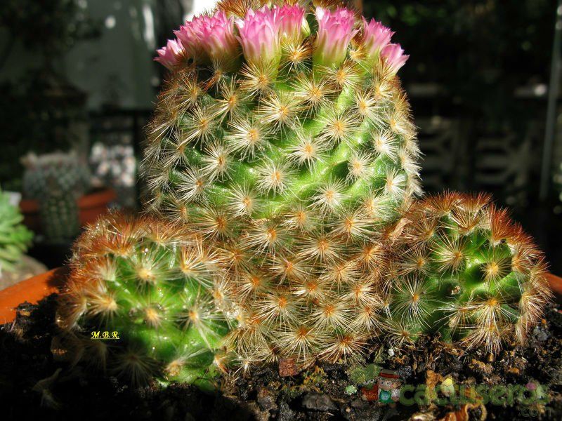 A photo of Mammillaria carmenae