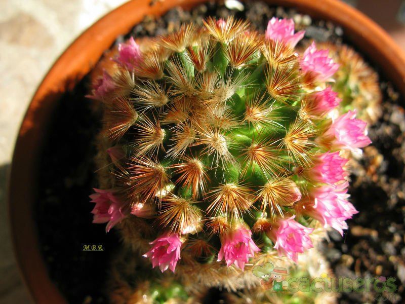 A photo of Mammillaria carmenae