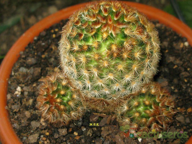 A photo of Mammillaria carmenae