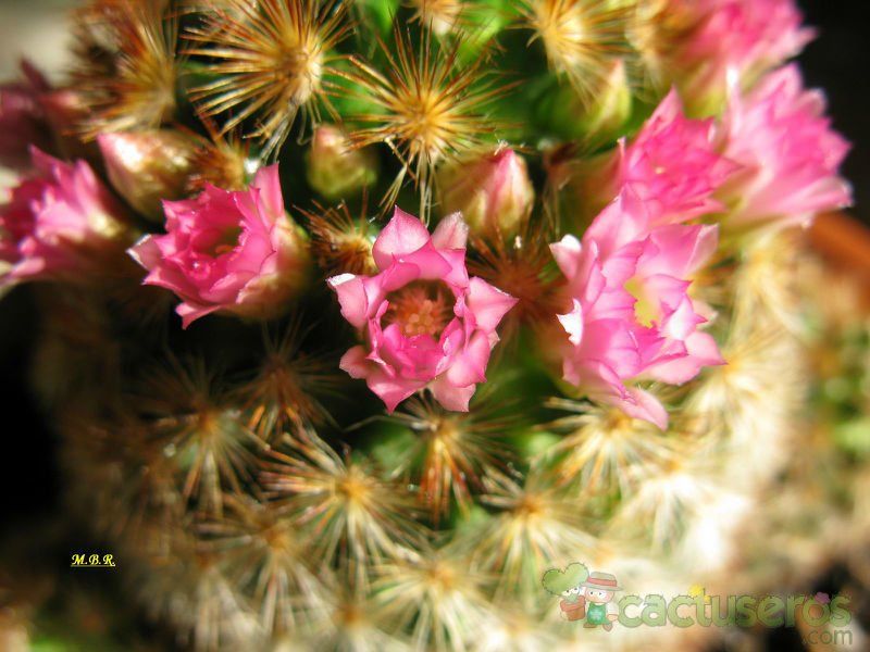 A photo of Mammillaria carmenae