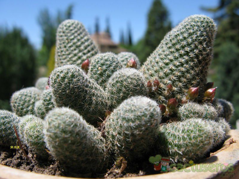 Una foto de Rebutia heliosa x pulvinosa cv. sunrise (HIBRIDO)