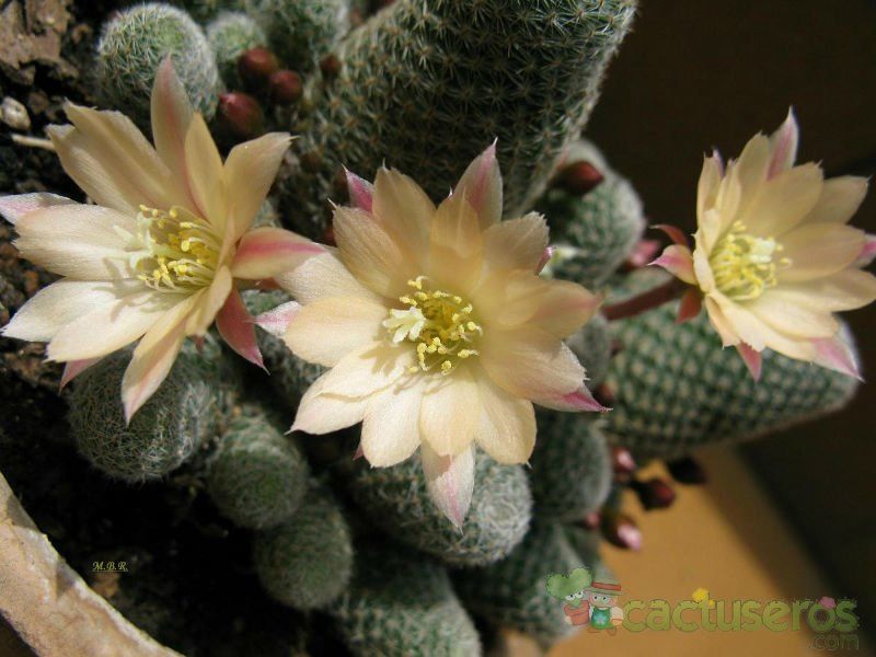 Una foto de Rebutia heliosa x pulvinosa cv. sunrise (HIBRIDO)