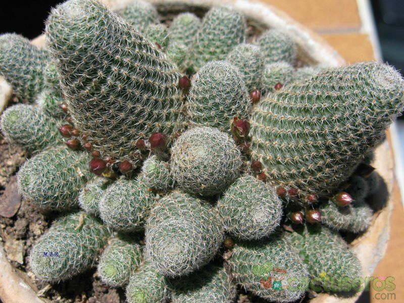 Una foto de Rebutia heliosa x pulvinosa cv. sunrise (HIBRIDO)