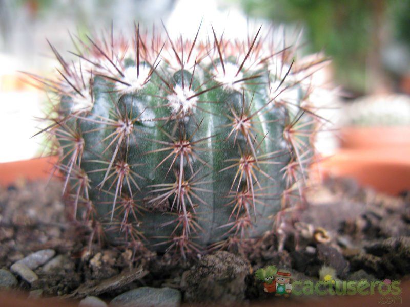 Una foto de Parodia erubescens