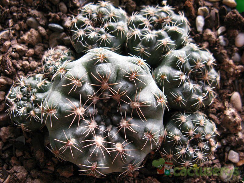 A photo of Gymnocalycium bruchii