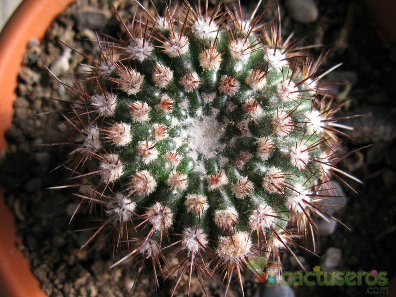 Una foto de Parodia erubescens