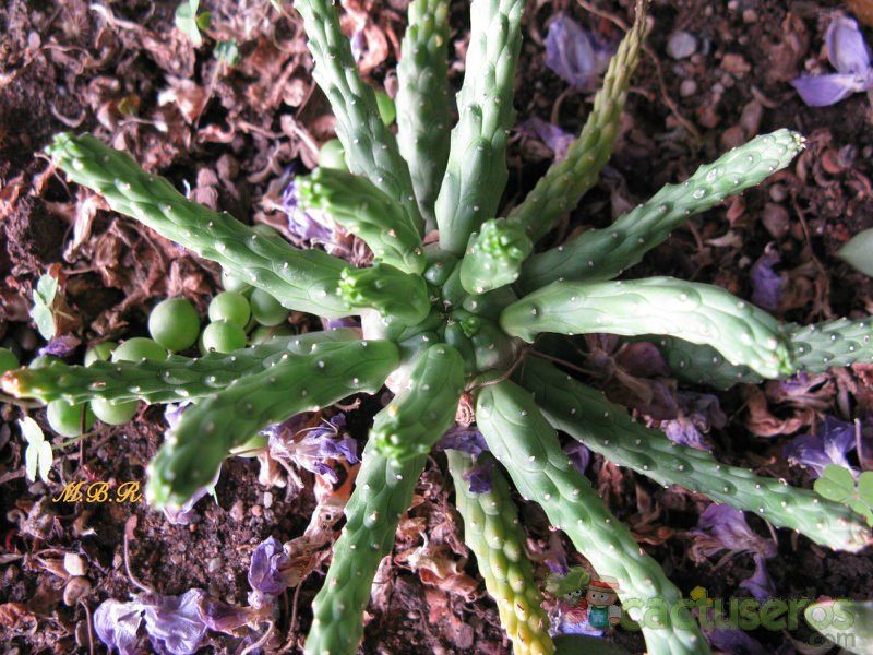 Una foto de Euphorbia caput-medusae