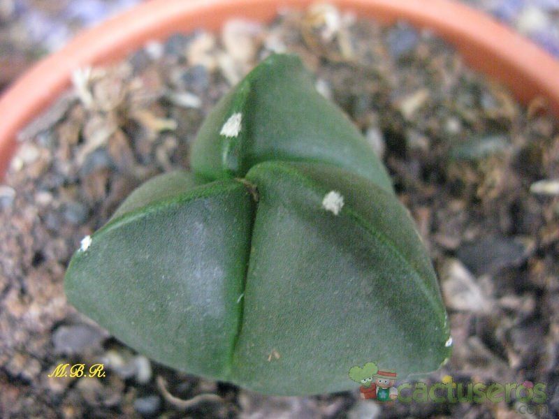 Una foto de Astrophytum myriostigma tricostatum fma. nudum