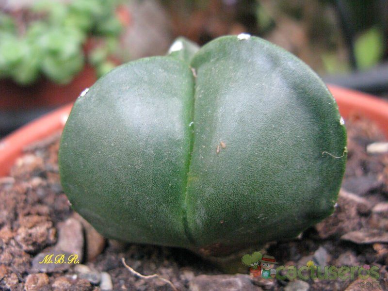 A photo of Astrophytum myriostigma tricostatum fma. nudum