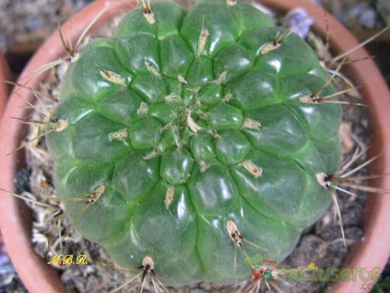 Una foto de Matucana aureiflora