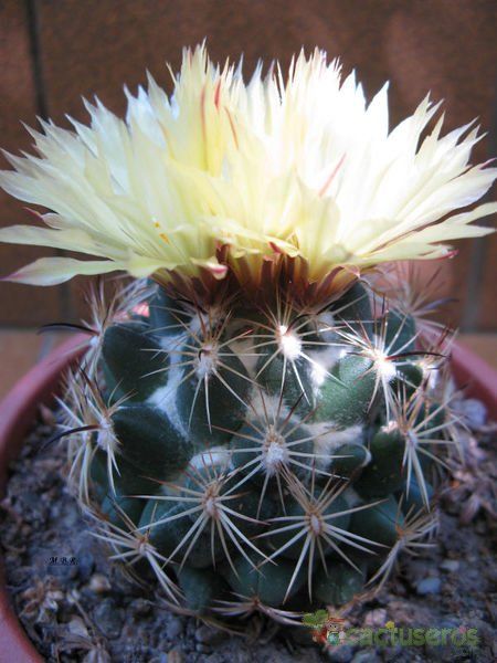 Una foto de Coryphantha pallida