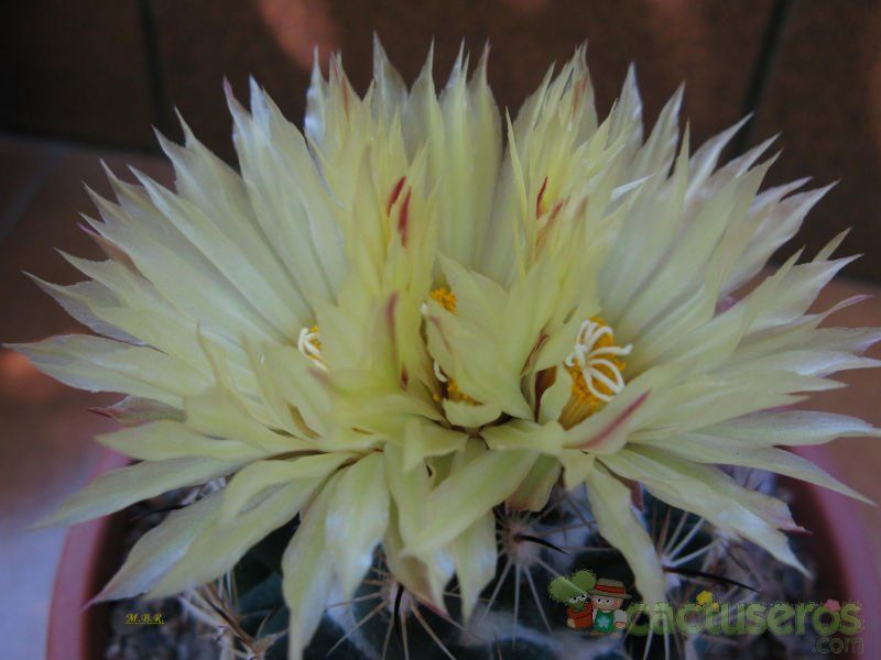Una foto de Coryphantha pallida