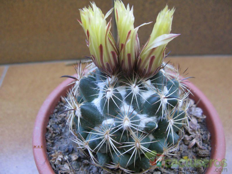 Una foto de Coryphantha pallida
