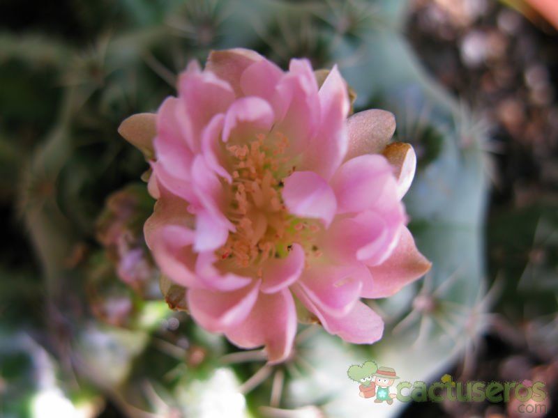A photo of Gymnocalycium bruchii