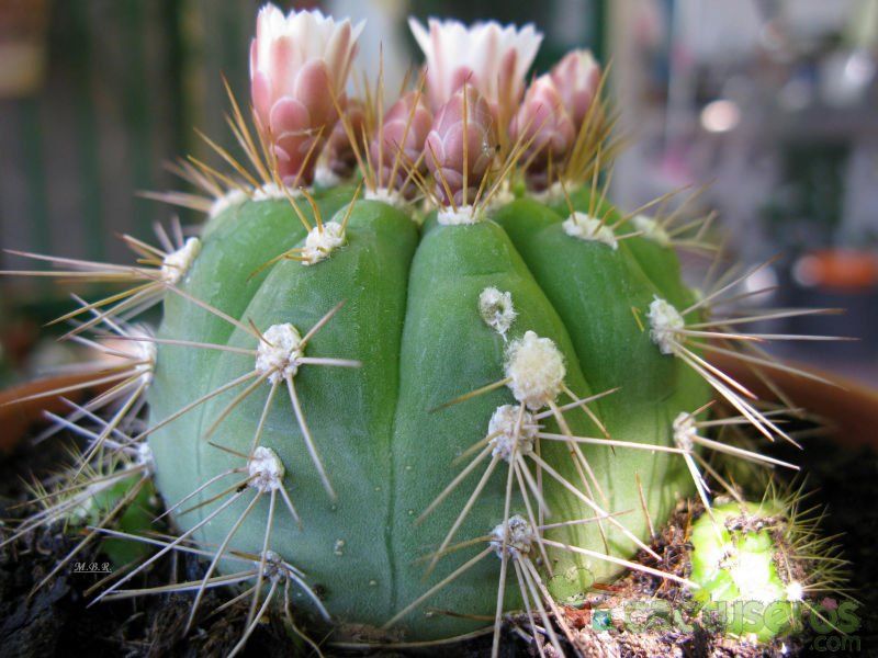 A photo of Gymnocalycium eurypleurum