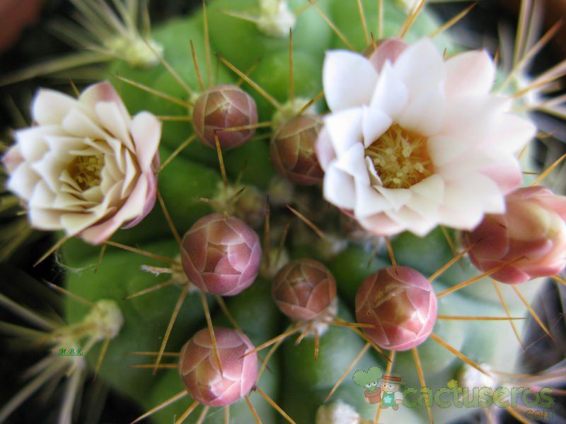 A photo of Gymnocalycium eurypleurum