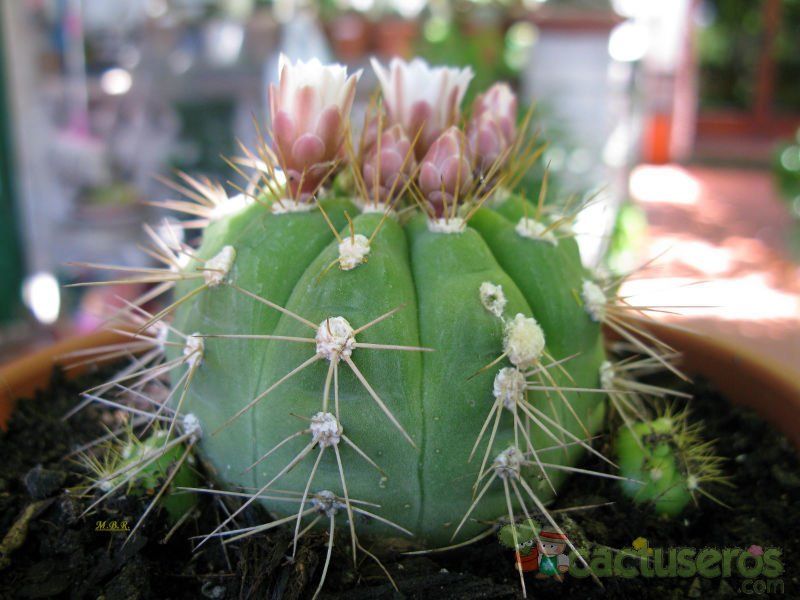 A photo of Gymnocalycium eurypleurum