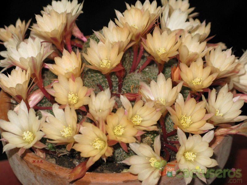 Una foto de Rebutia heliosa x pulvinosa cv. sunrise (HIBRIDO)