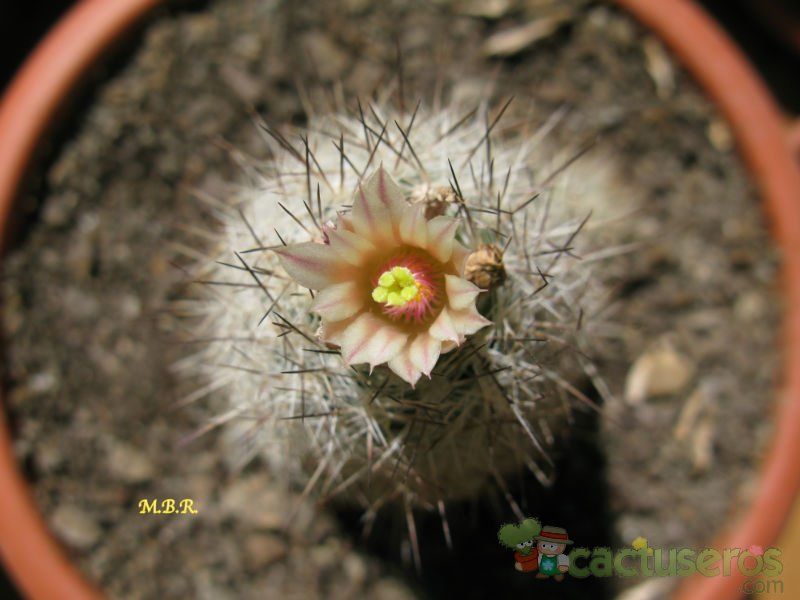 A photo of Escobaria duncanii