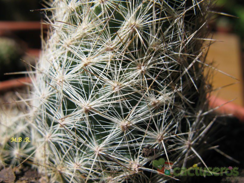 Una foto de Escobaria duncanii