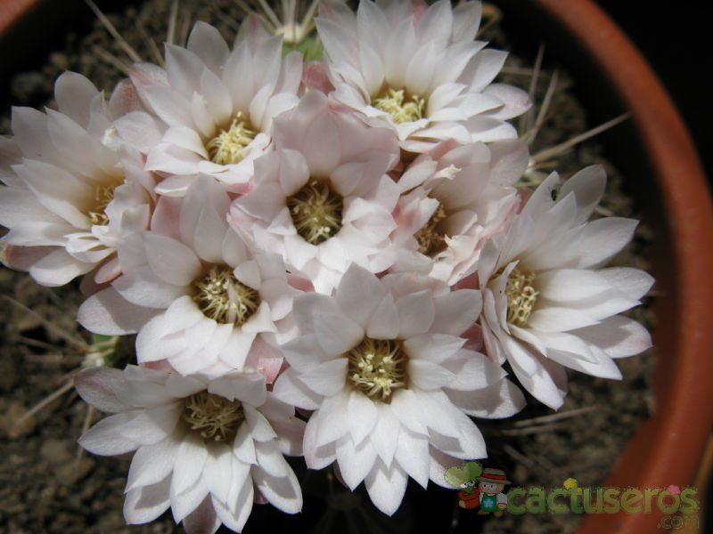 A photo of Gymnocalycium eurypleurum