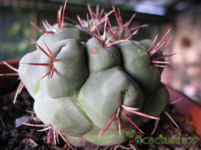Una foto de Thelocactus hexaedrophorus