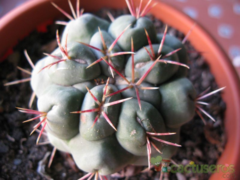 Una foto de Thelocactus hexaedrophorus