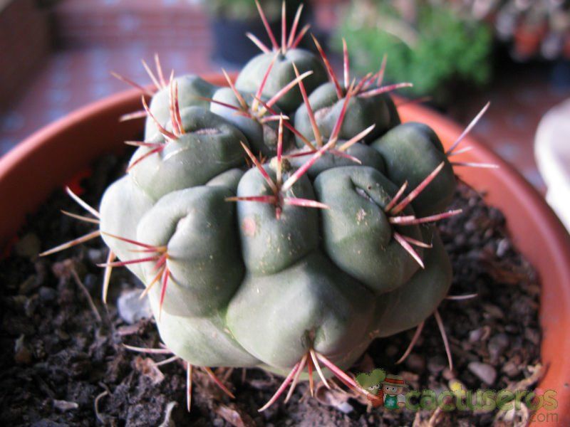 Una foto de Thelocactus hexaedrophorus